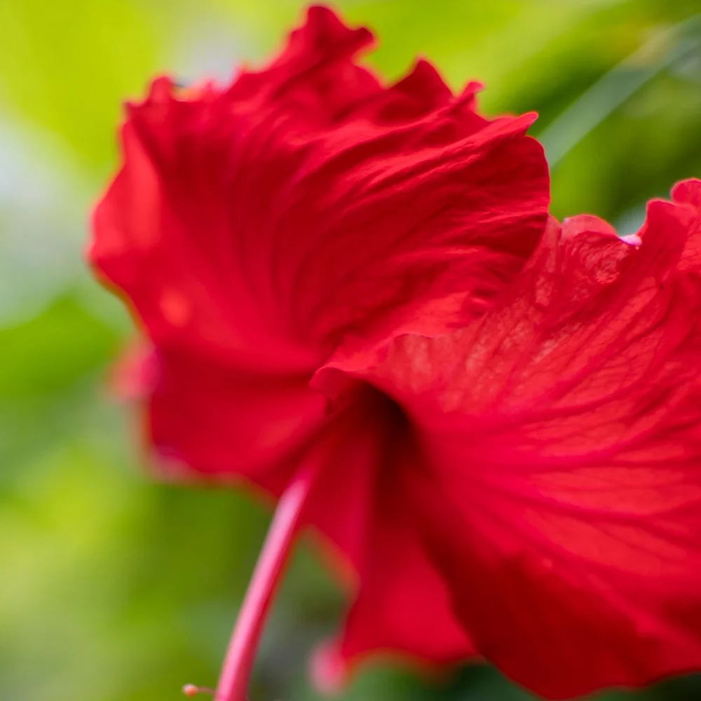 A hibiscus bloom in deep red against green foliage — the extract at the base of every Red Remedy flavour